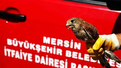 M­a­r­d­i­n­ ­İ­t­f­a­i­y­e­s­i­ ­g­ü­v­e­r­c­i­n­ ­k­u­r­t­a­r­d­ı­ ­-­ ­S­o­n­ ­D­a­k­i­k­a­ ­H­a­b­e­r­l­e­r­